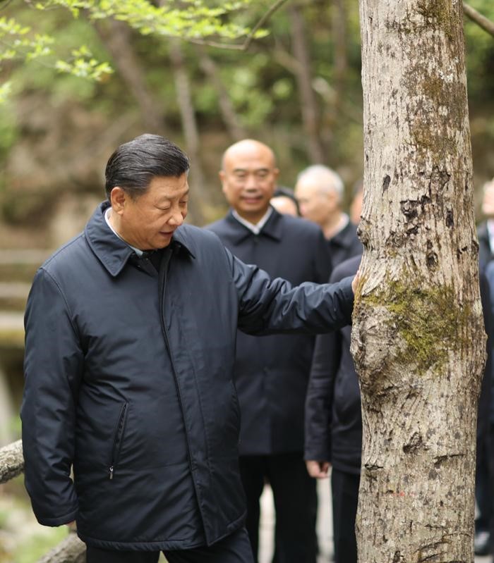 2020年4月20日，中共中央總書記、國家主席、中央軍委主席習(xí)近平在陜西考察調(diào)研。這是習(xí)近平在位于商洛市柞水縣的秦嶺牛背梁國家級(jí)自然保護(hù)區(qū)，考察秦嶺生態(tài)保護(hù)情況。 新華社記者 鞠鵬 攝