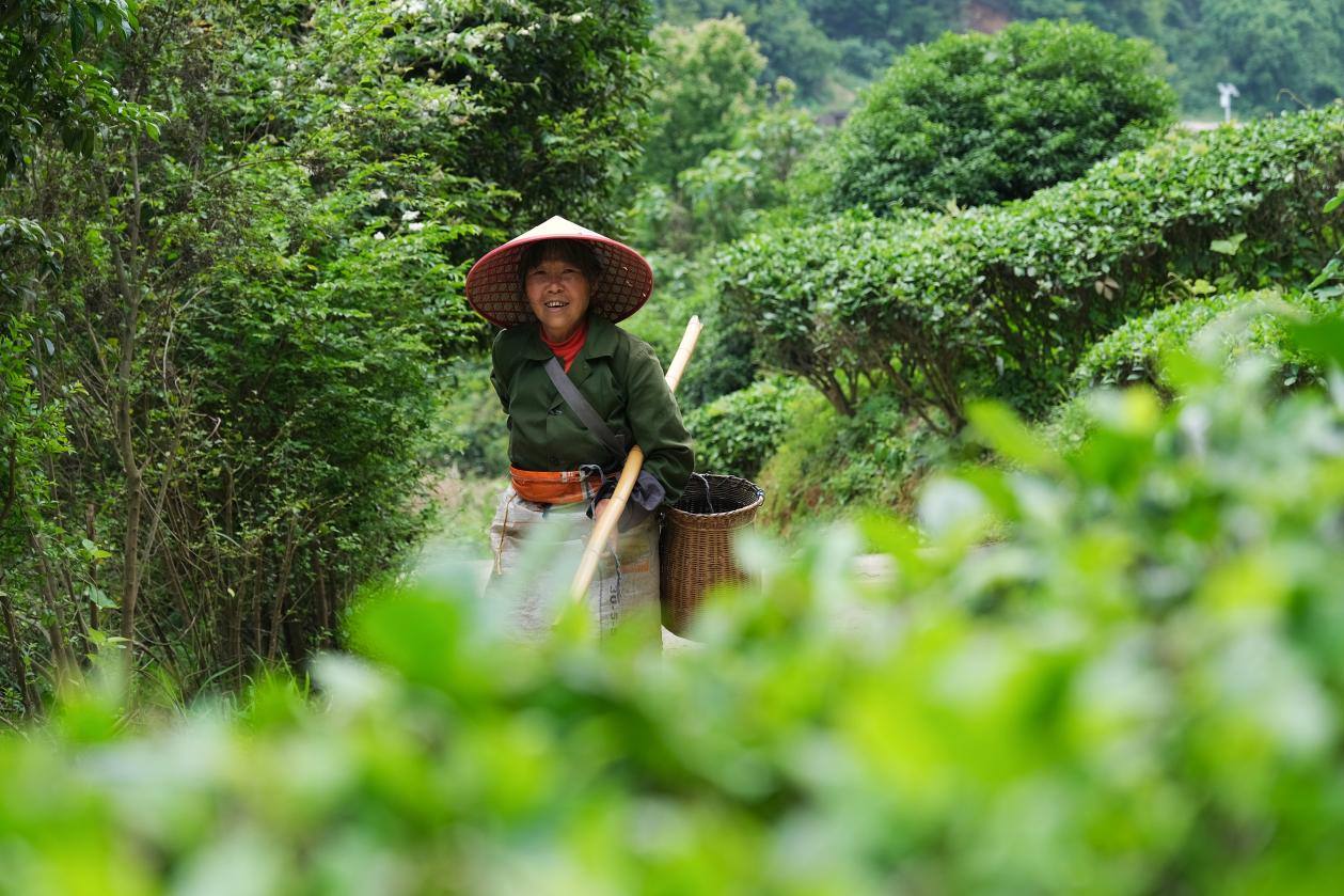 2024年4月24日，湖南省衡陽市耒陽市龍?zhí)伶?zhèn)江頭貢茶葉種植專業(yè)合作社，村民在茶山采摘茶葉，實現(xiàn)了家門口就業(yè)。