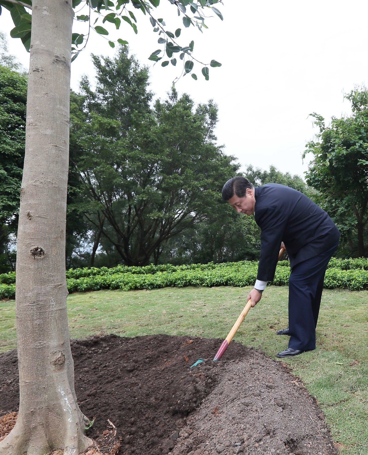 2012年12月8日，習近平在深圳蓮花山公園種下一棵高山榕樹。