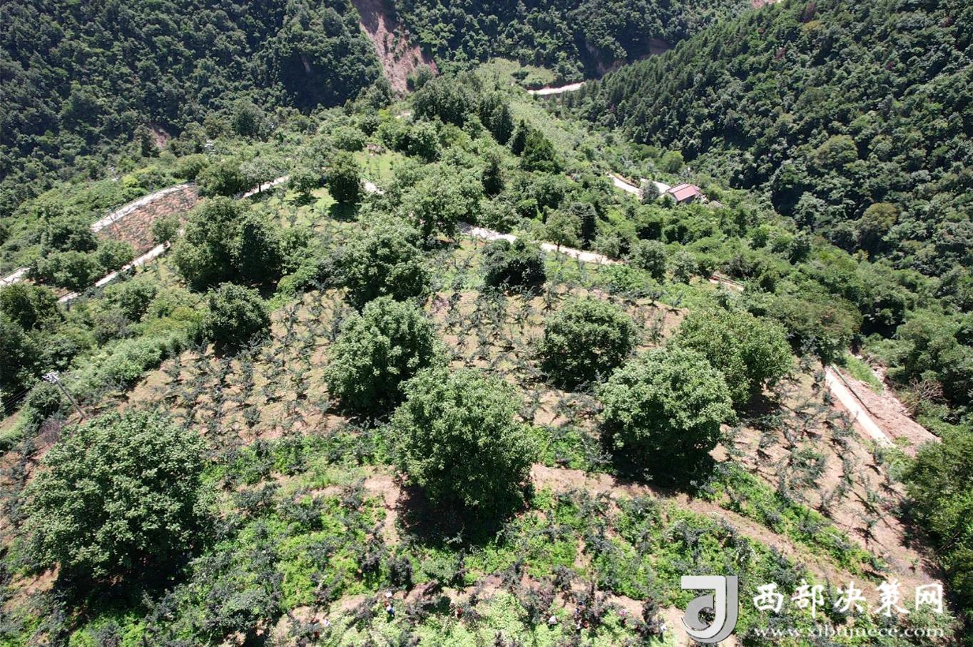 泰山鄉(xiāng)中山村核桃、花椒種植示范點(diǎn)