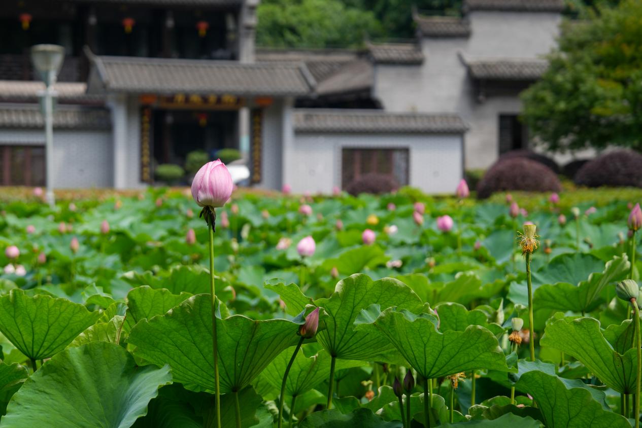青島園含苞待放的荷花。 重慶園博園供圖