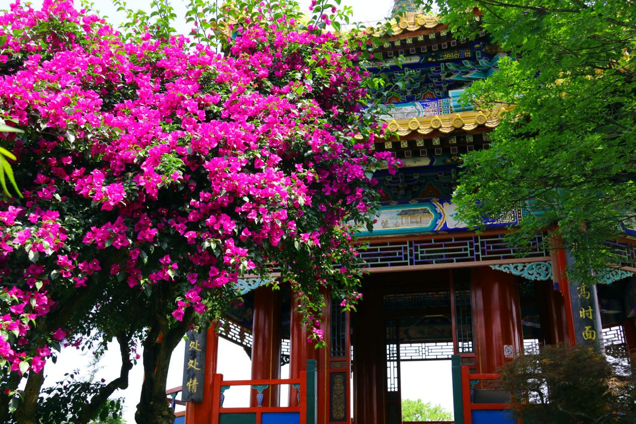 北京園盛開的三角梅。 重慶園博園供圖