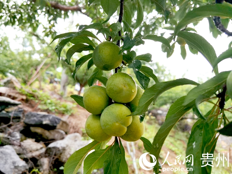 沉甸甸的果實綴在枝頭。人民網(wǎng)記者 王秀芳攝