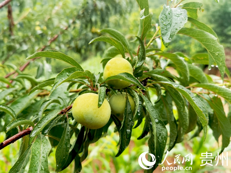 色澤金黃的蜂糖李。人民網(wǎng)記者 王秀芳攝