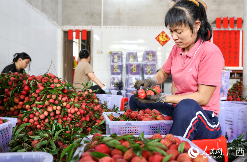 在欽州市欽北區(qū)新棠鎮(zhèn)一處荔枝收購點，工人正在分揀、打包荔枝。 