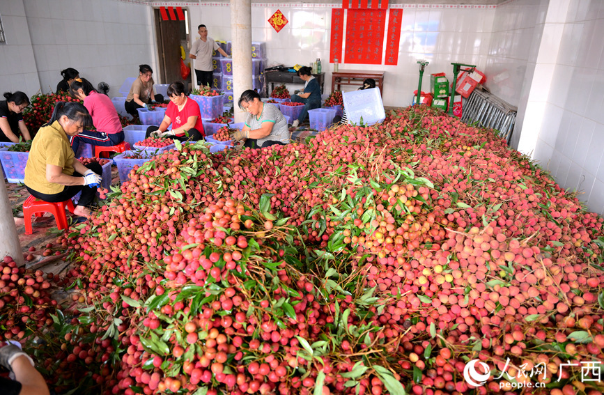 在欽州市欽北區(qū)新棠鎮(zhèn)一處荔枝收購點，工人正在分揀、打包荔枝。