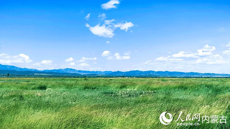 大青山腳下，盛夏時(shí)節(jié)的敕勒川草原蒼翠欲滴。范若泉攝