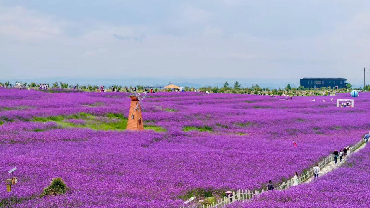石門錦繡田園花海。貴陽(yáng)花溪旅游文化開發(fā)有限公司供圖