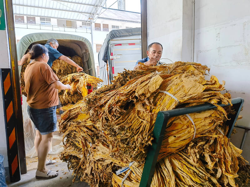 滿載著金黃煙葉的車(chē)輛在等候區(qū)內(nèi)候檢。劉艦濤攝
