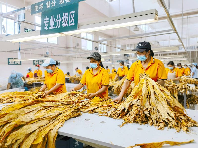 龍昌煙葉站內(nèi)，分級(jí)工正在對(duì)烤煙進(jìn)行質(zhì)檢分級(jí)。劉艦濤攝