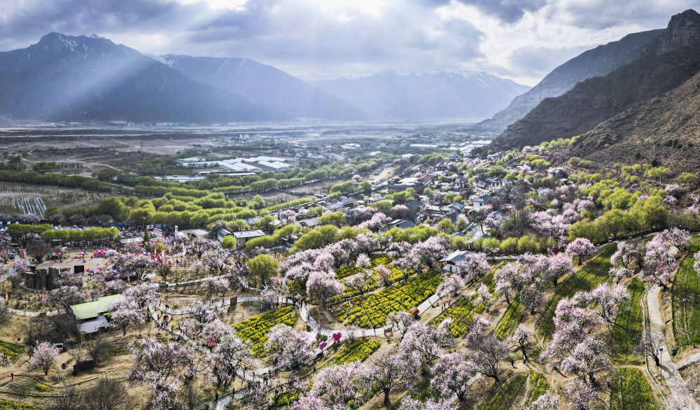 嘎拉村桃花（無人機照片）。嘎拉村緊鄰川藏公路，被稱為西藏“桃花第一村”。圖片來源 新華社